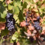 Wine tour aroud vineyards of Cagliari - Practical Details & Overall Value