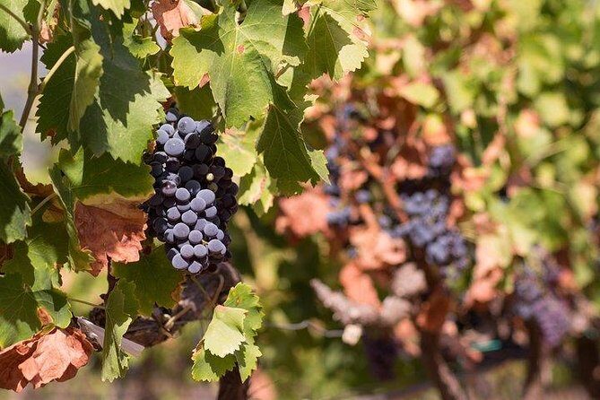 Wine tour aroud vineyards of Cagliari - Practical Details & Overall Value