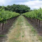 Wine Tour Athens to visit 2 of the most Award-Winning Wineries - The First Stop: Markopoulo Mesogeas Winery