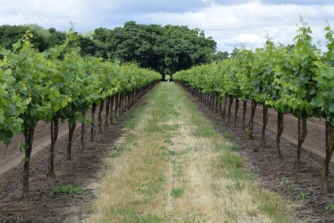 Wine Tour Athens to visit 2 of the most Award-Winning Wineries - The First Stop: Markopoulo Mesogeas Winery