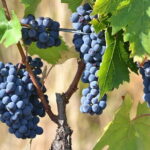 Wine Tour Experience - Who Should Consider This Tour?