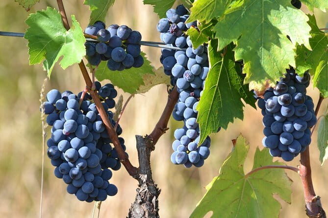 Wine Tour Experience - Who Should Consider This Tour?