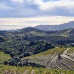 Wine Tour in Roussillon: Picnic & Tasting Day - Why This Tour Offers Great Value