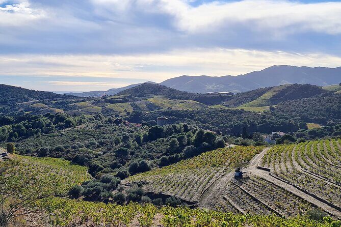 Wine Tour in Roussillon: Picnic & Tasting Day - Why This Tour Offers Great Value