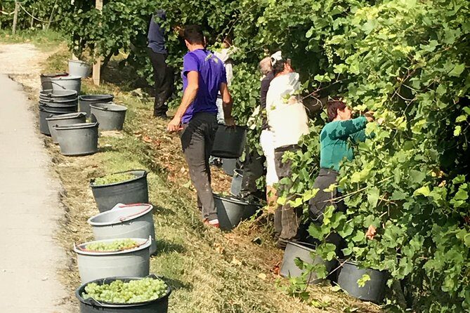 Wine Tour whit wine tasting - Practical Details and Considerations