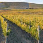 Wine Tuk Tour Siena - What You Can Expect from the Journey