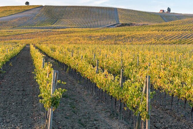 Wine Tuk Tour Siena - What You Can Expect from the Journey