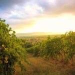 Winemaker for a Day: Tour an Organic Winery - What Makes the Wine and Food Special?