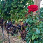 Winery Tour and Tasting in Abruzzo - Who Should Book This Tour?