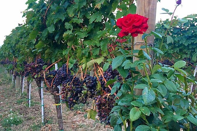 Winery Tour and Tasting in Abruzzo - Who Should Book This Tour?