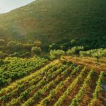 Winery Tour and Tasting in Zakynthos with the Winemaker - Frequently Asked Questions