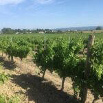 Winery Tour & Wine Tasting - Deli Plate & 3 Wines - Who Will Love This Tour?