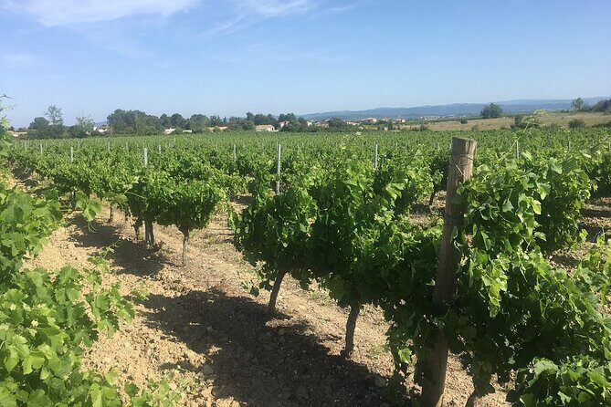 Winery Tour & Wine Tasting - Deli Plate & 3 Wines - Who Will Love This Tour?