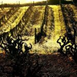 Winery Tour with Private Luxury Vehicle from Barcelona with Hotel pick up - Final Thoughts