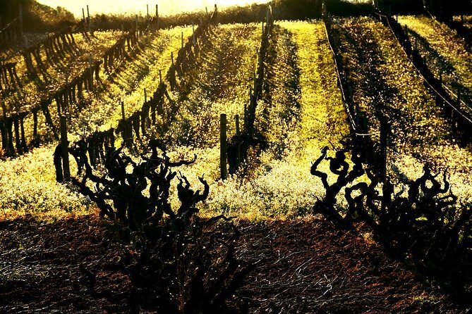 Winery Tour with Private Luxury Vehicle from Barcelona with Hotel pick up - Final Thoughts