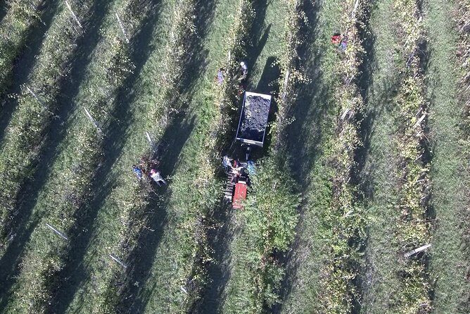 Winery tour with wine tasting from Assisi - A Deep Dive into the Assisi Wine Tour