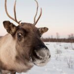 Winter Fjord Road Trip with Citizen Science with Wandering Owl - In-Depth: Why It Stands Out