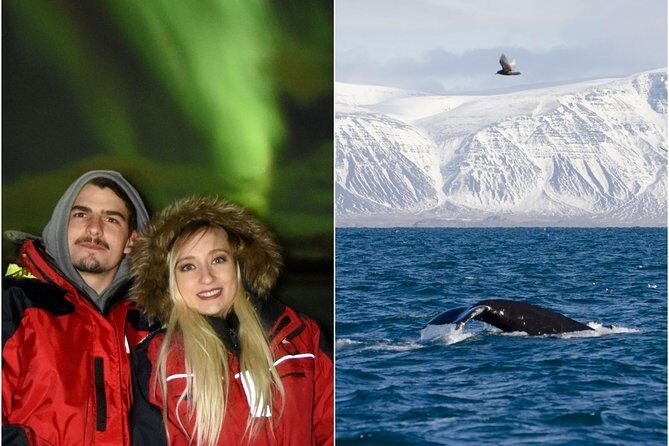 Winter Whale Watching & Northern Lights Cruise | Combo from Reykjavik - Who Should Consider This Tour?