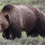 Yellowstone Full Day Tours - What Reviewers Love Most