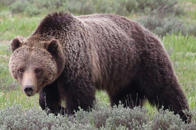 Yellowstone Full Day Tours - What Reviewers Love Most