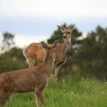 Yoga & Forest Bathing Day Retreat - The Activities: Yoga, Forest Bathing, and Foraging