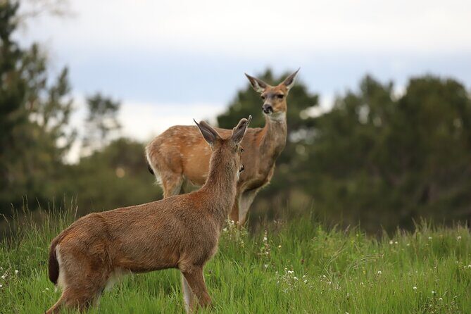Yoga & Forest Bathing Day Retreat - The Activities: Yoga, Forest Bathing, and Foraging