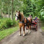 York: Horse Drawn Carriage Ride Around the Countryside York - Who Will Love This Tour?