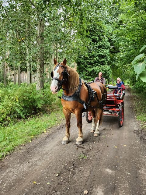 York: Horse Drawn Carriage Ride Around the Countryside York - Who Will Love This Tour?