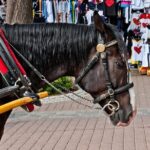 Zakopane and Chocholow Thermal Baths Tour from Krakow - Who Should Consider This Tour?