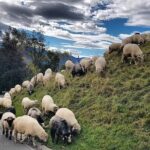 Zakopane Private Tour - Authentic Guides & Local Insights