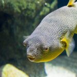 Zaragoza Aquarium Admission Ticket - A Comprehensive Look at Zaragoza Aquarium