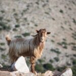 Zeuss Birthplace- Old Villages-Olive Oil Factory- Small Group - Who is This Tour Best For?