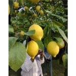 Zì Teresa Lemon Food Tasting Activity - Who Will Love This Tour?