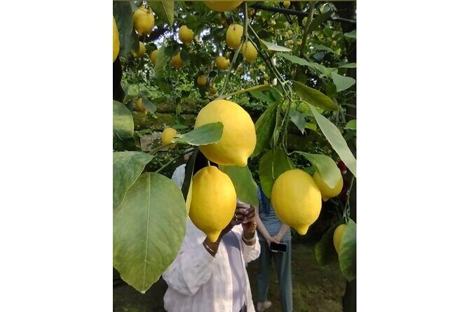 Zì Teresa Lemon Food Tasting Activity - Who Will Love This Tour?