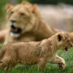 Zoo Of Beauval - Private Trip - Final Thoughts