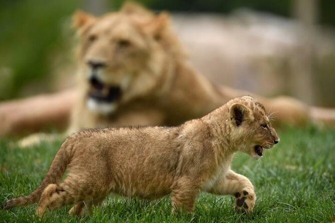 Zoo Of Beauval - Private Trip - Final Thoughts