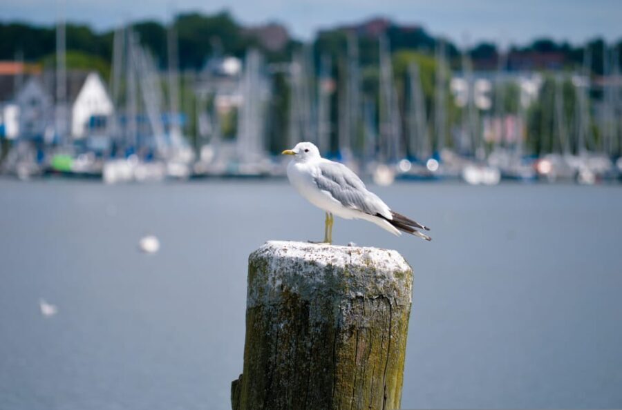 About Vikings, kings and cheeky monks (Medieval Schleswig) - The Practicalities: What You Need to Know