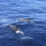 Alcudia: Sailing Yacht Excursion with Wine & Tapas - Who Is This Tour Best For?