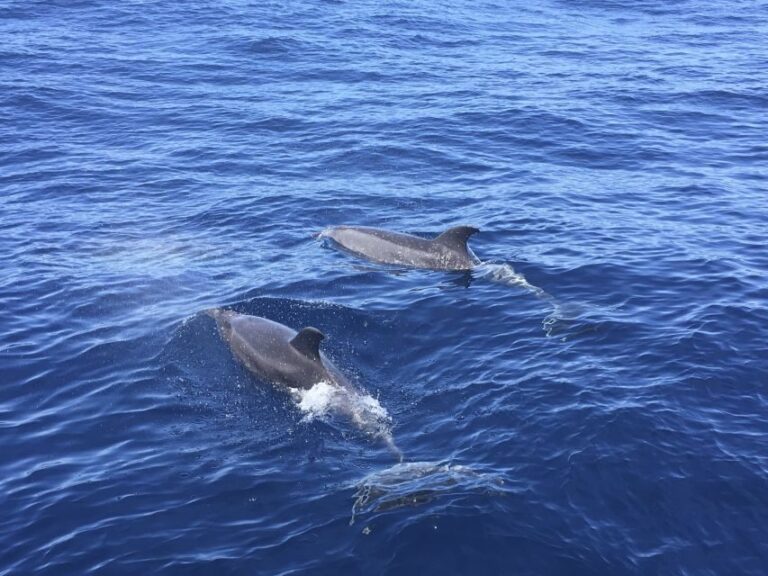 Alcudia: Sailing Yacht Excursion with Wine & Tapas - Who Is This Tour Best For?