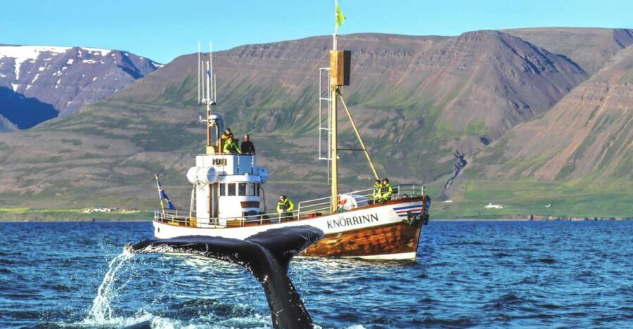 Árskógssandur: Whale-Watching Boat Trip - Authentic Encounters with Icelands Marine Wildlife