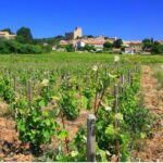Avignon: Full-Day Wine Tour around Châteauneuf-du-Pape - What the Itinerary Looks Like and Why It Matters