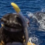 Azores: Swim with Dolphins Atlantic Experience - Who Will Love This Tour?