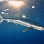 Azores: Swimming with the Sharks - Who Should Consider This Tour?