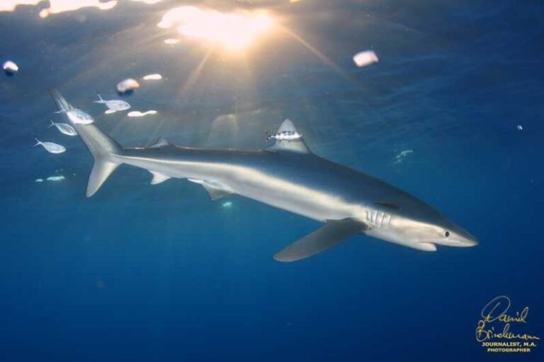 Azores: Swimming with the Sharks - Who Should Consider This Tour?