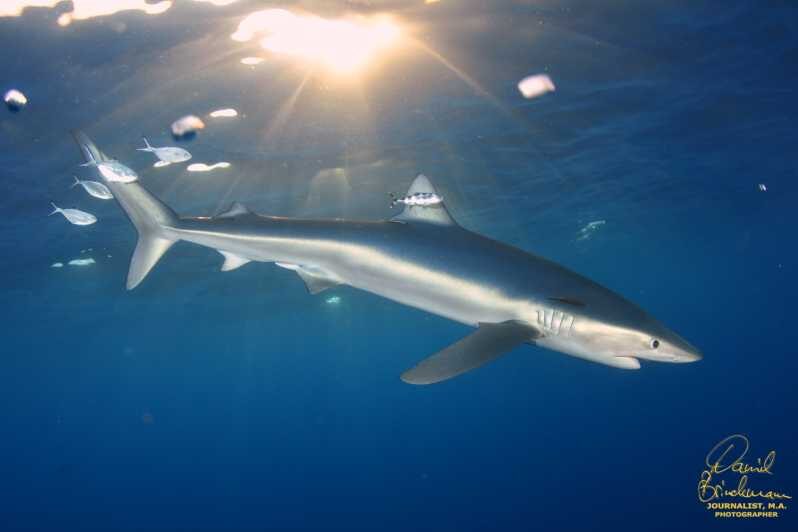 Azores: Swimming with the Sharks - Who Should Consider This Tour?