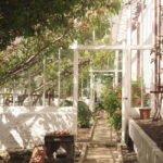 Ballymena: Walled Garden and Woodland Walk Entry Ticket - An In-Depth Look at the Experience