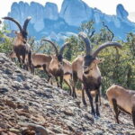 Barcelona: Montserrat Monastery and Natural Park Day Trip - The Value of the Tour