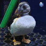 Beluga Whale Sanctuary - Admissions - Who Should Consider Visiting?