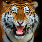 Benidorm: Terra Natura and Aqua Natura Combo Day Ticket - Terra Natura Benidorm: A Wildlife Wonderland