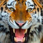 Benidorm: Terra Natura Theme Park 1-Day Tickets - Authentic Insights from Visitors